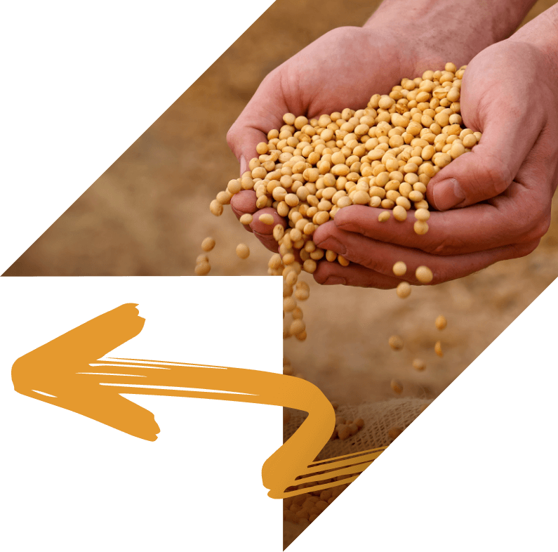 Différentes céréales canadiennes versées à partir des mains de quelqu'un